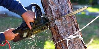 Professional Tree Removal in Dawson, MN