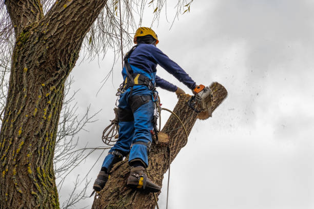 Best Tree Risk Assessment  in Dawson, MN