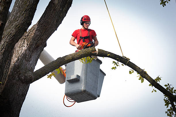 Best Fruit Tree Pruning  in Dawson, MN