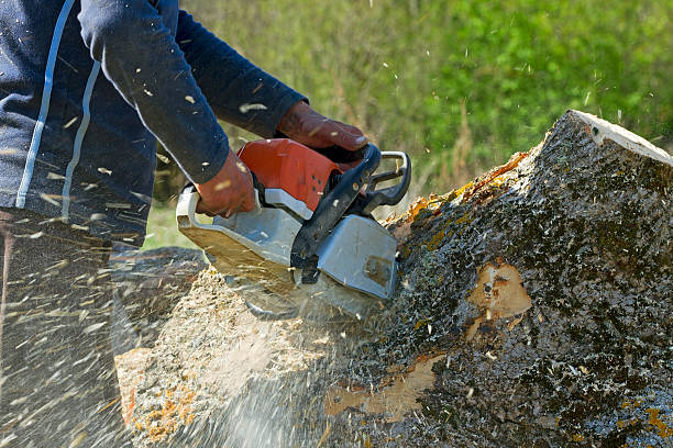 Best Tree Preservation Services  in Dawson, MN