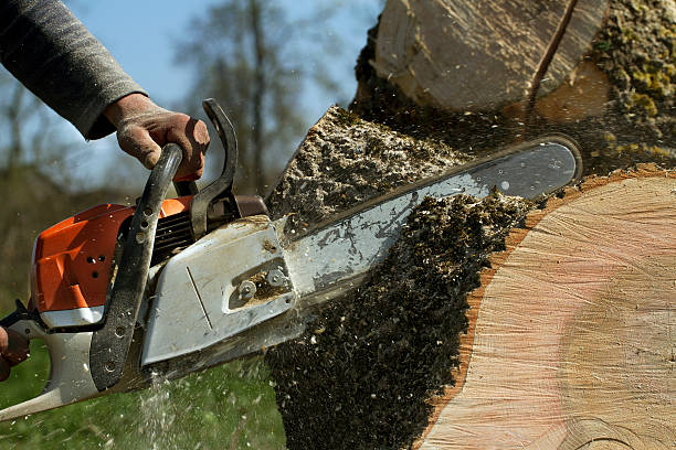 Best Storm Damage Tree Cleanup  in Dawson, MN